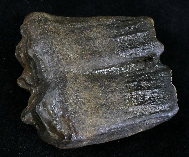 Pleistocene Aged Fossil Horse Tooth - Florida #21852